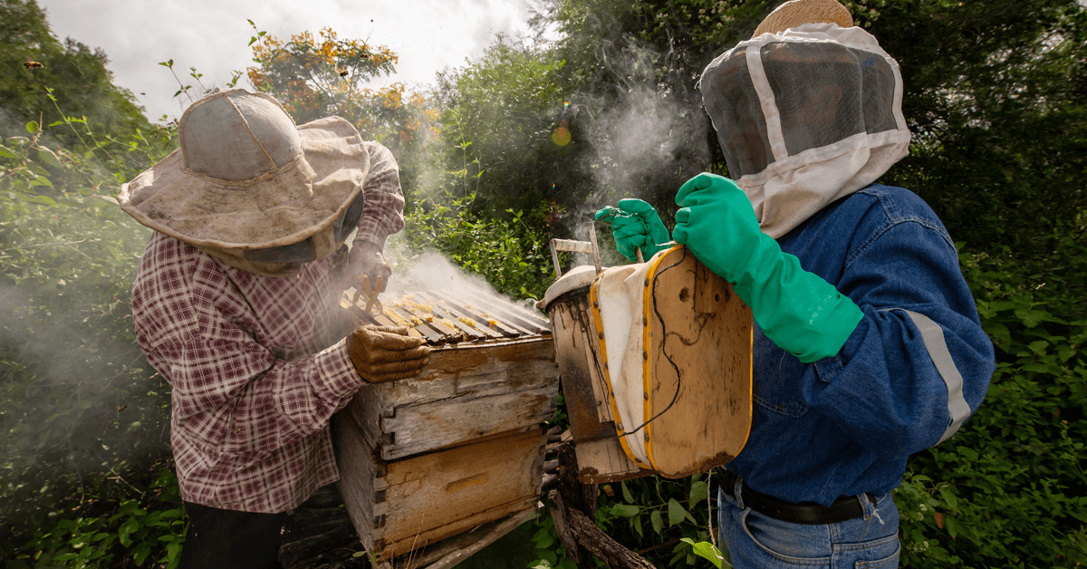 Artisanal beekeepers offering raw honey products