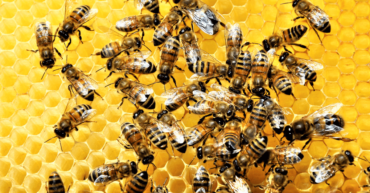 Unprocessed honey from Sustainable beekeeping